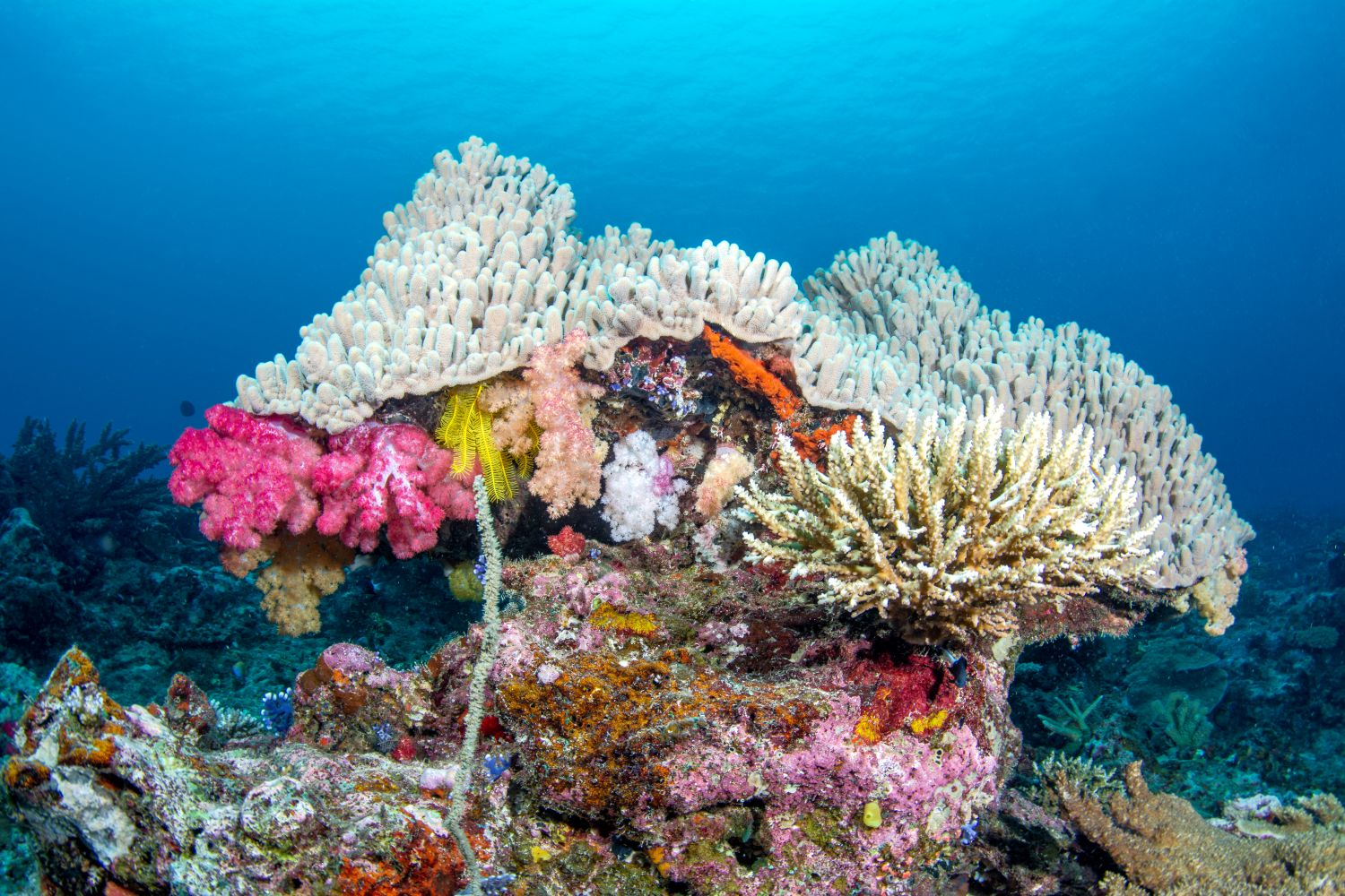 Coral conservation law
